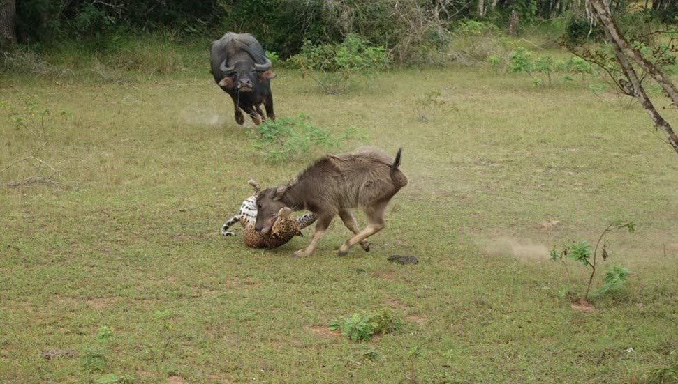 A leopard makes its move on a water buffalo calf as the herd reacts