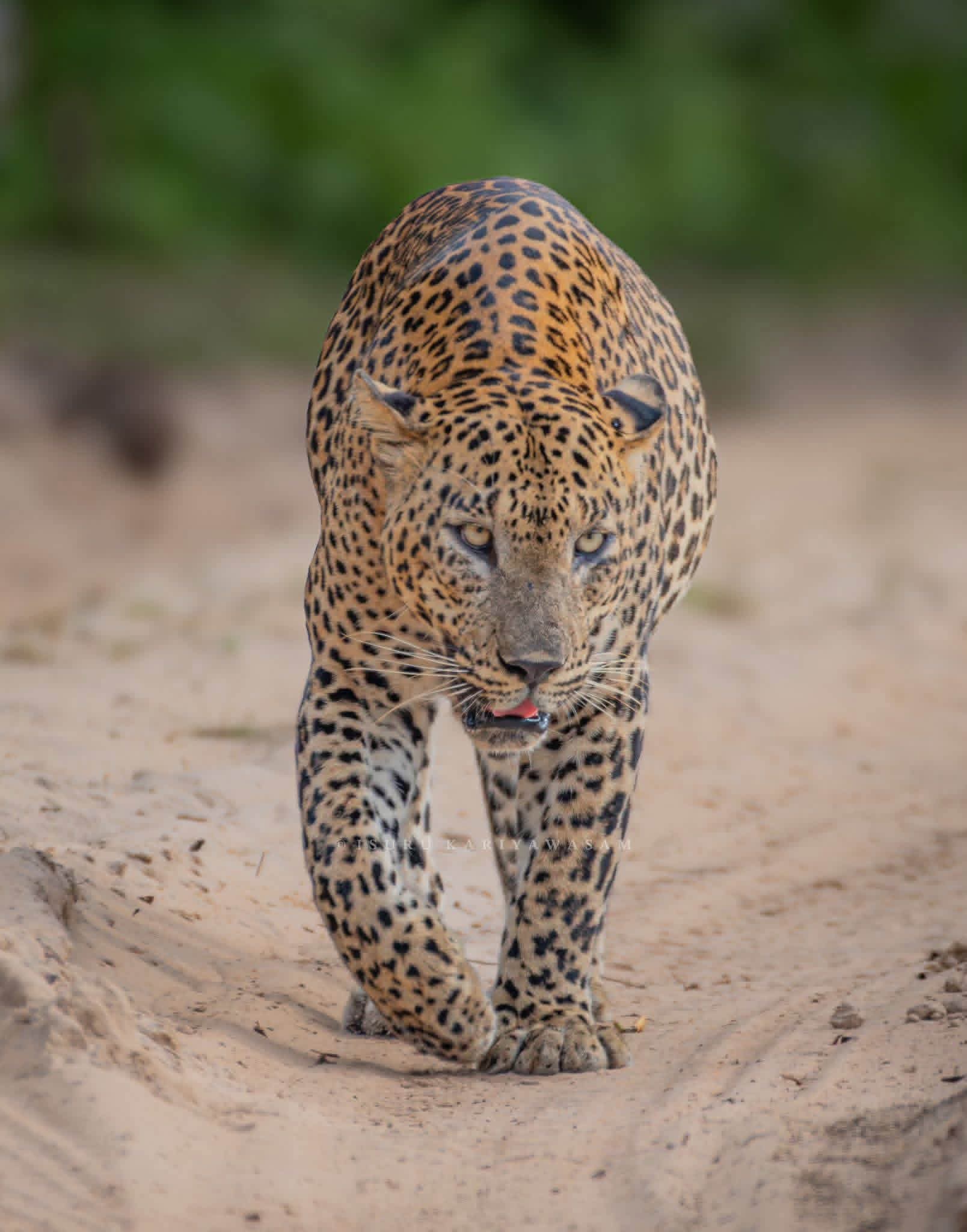 A Sri Lankan leopard walking directly toward the camera on a forest track
