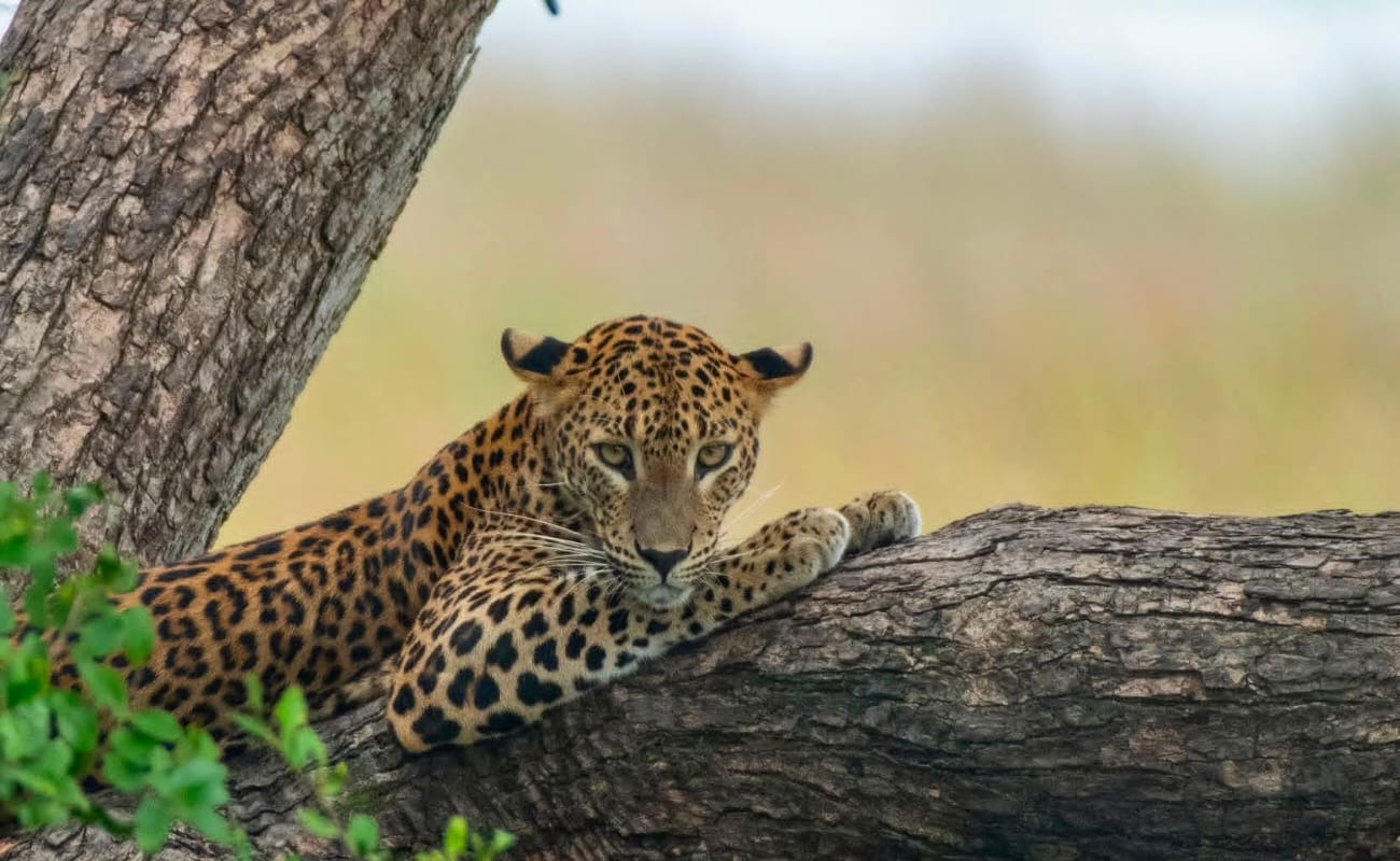 A Sri Lankan leopard resting along a tree branch in Wilpattu National Park