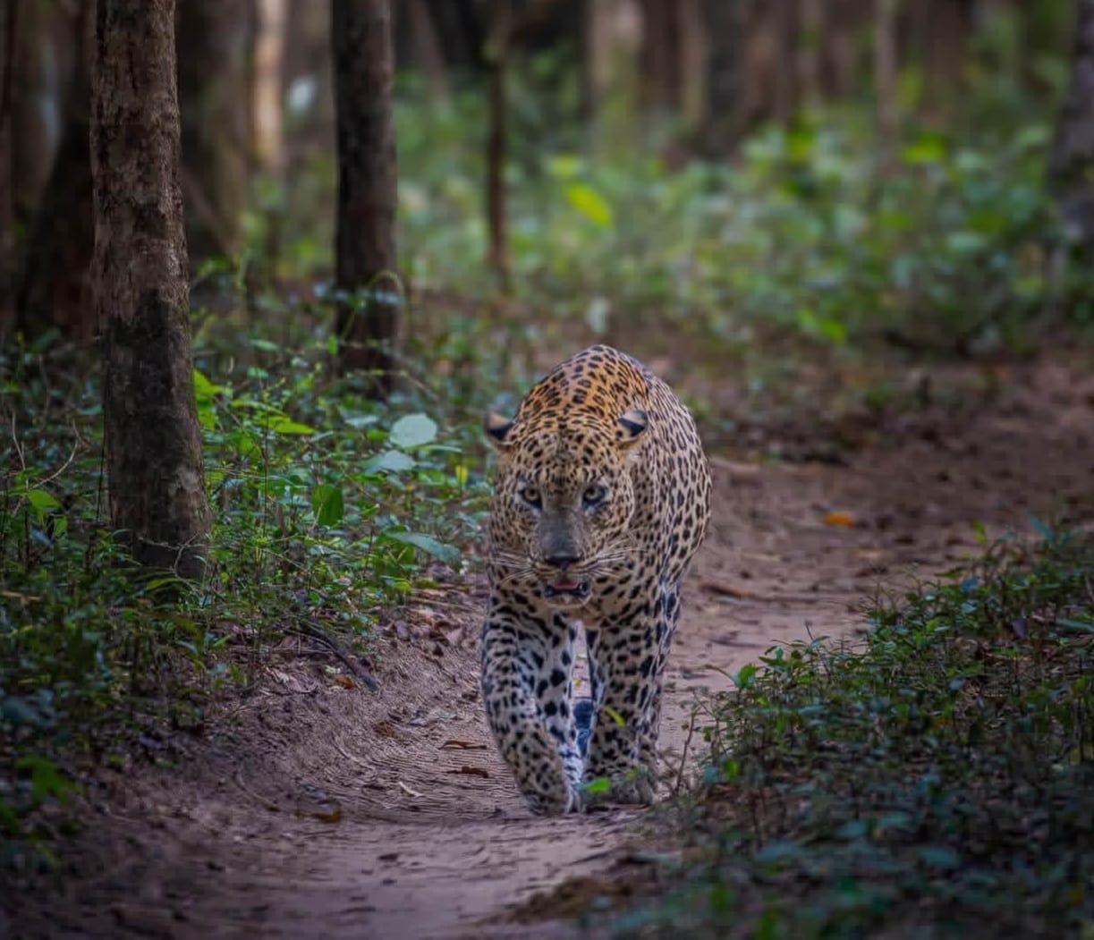 A Sri Lankan leopard walking through the forest toward the camera