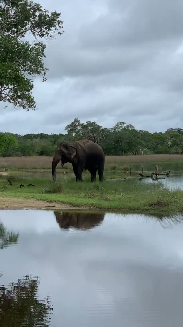 An elephant reflected in the still water of a villu at dusk